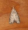 Aphomia sp.